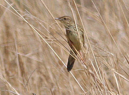 Lanceolated Warbler (Locustella lanceolata), Trsksngare