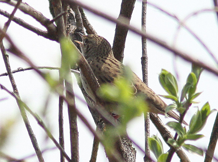 Lanceolated Warbler (Locustella lanceolata), Trsksngare