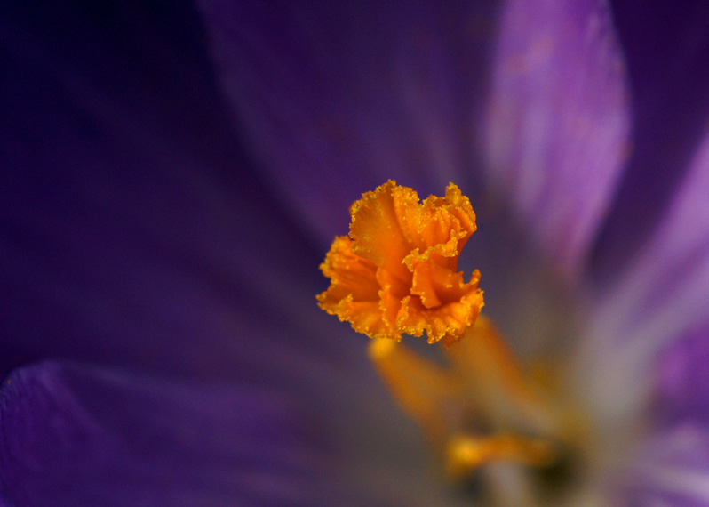 Crocus 2