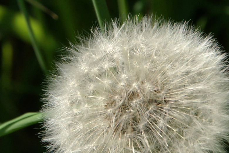 Dandelion 100% Crop