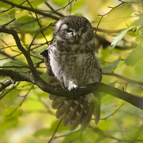 Prluggla (aegolius funereus)