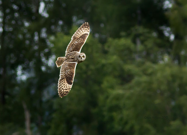 Jorduggla (Asio flammeus)