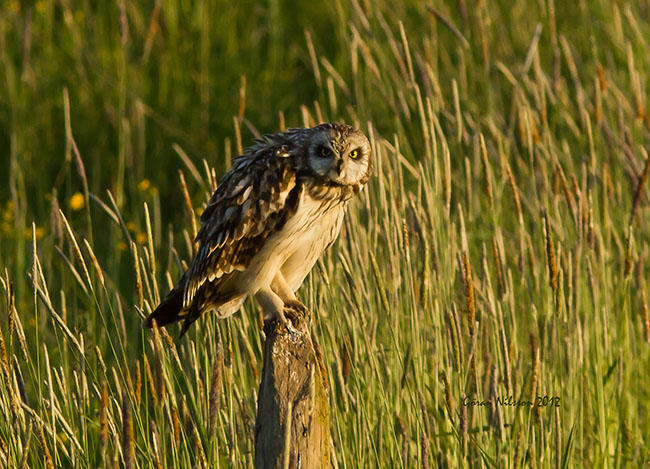 Jorduggla (Asio flammeus)