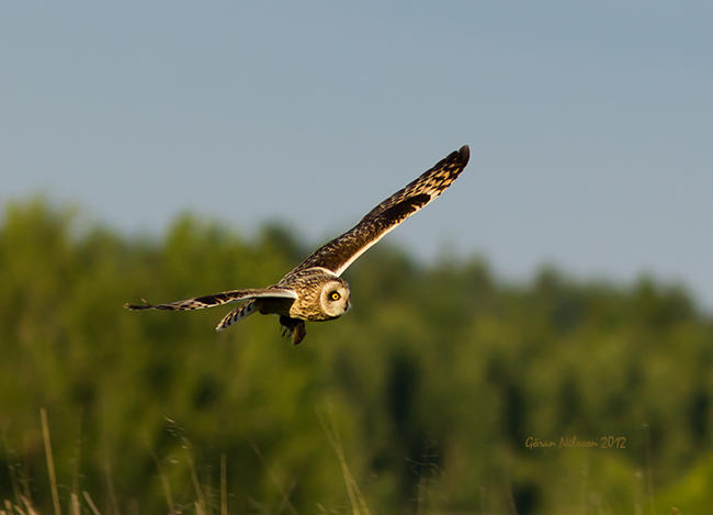 Jorduggla (Asio flammeus)