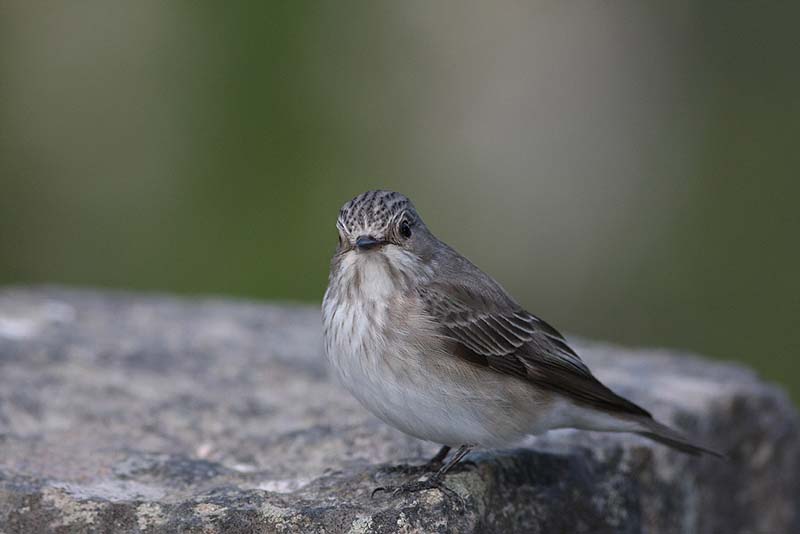Spotted Flycatcher  Gr flugsnappare  (Muscicapa striata)