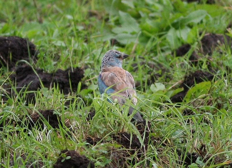 European Roller  Blkrka  (Coracias garrulus)