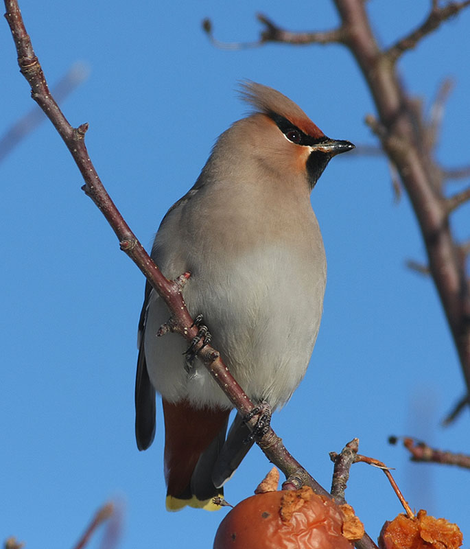 Bohemian Waxwing  Sidensvans  (Bombycilla garrulus)