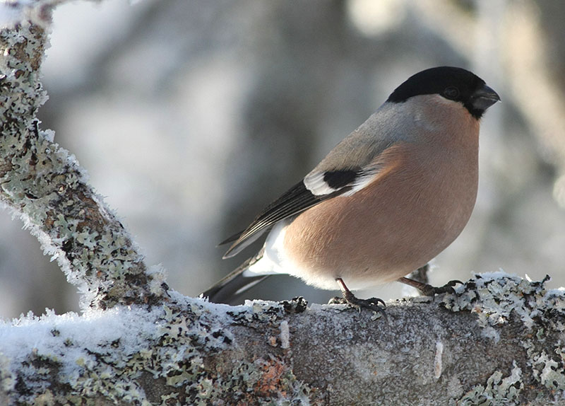 Eurasian Bullfinch  Domherre  (Pyrrhula pyrrhula)