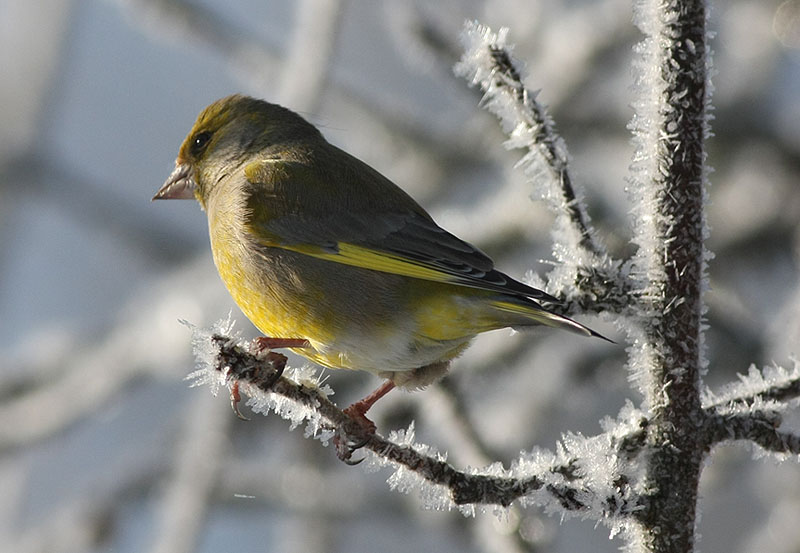 European Greenfinch  Grnfink  (Carduelis chloris)