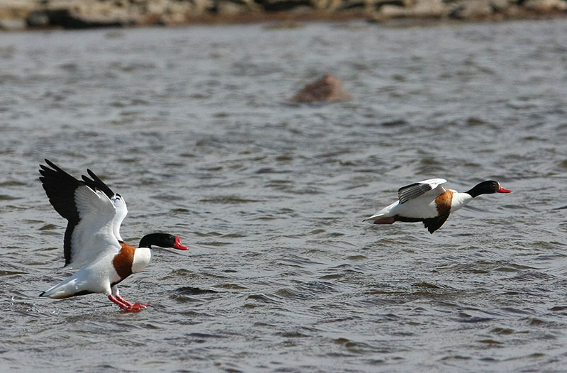 Common Shelduck  Gravand  (Tadorna tadorna)
