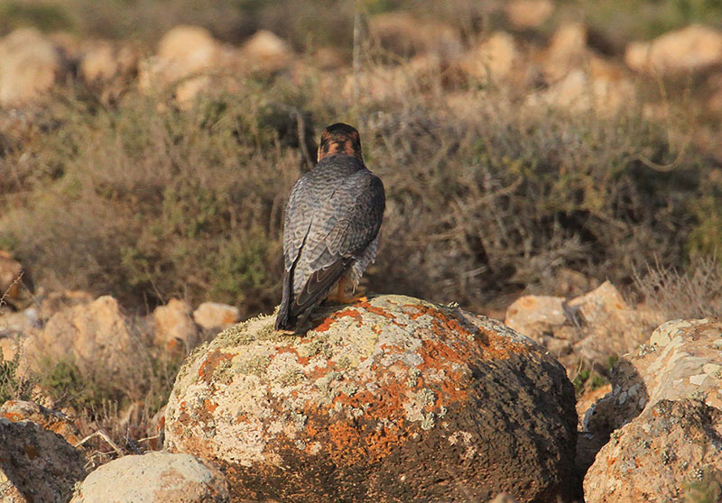 Barbary Falcon  Berberfalk  (Falco pelegrinoides)