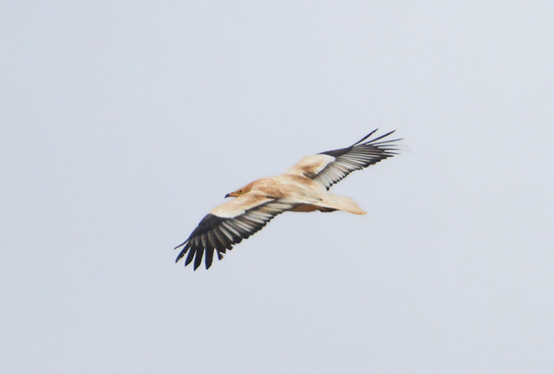 Egyptian Vulture  Smutsgam  (Neophron percnopterus majorensis)