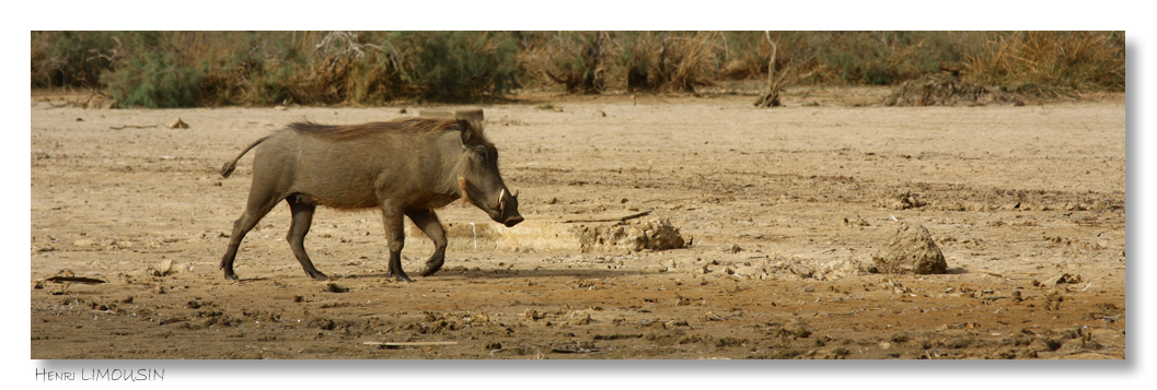 36-Henri LIMOUSIN 04-Animaux_06