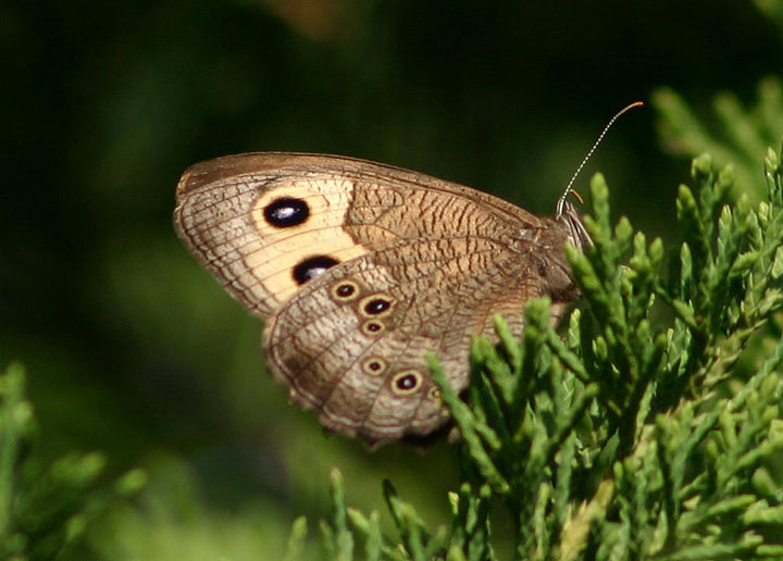 Cercyonis pegala; Common Wood-Nymph
