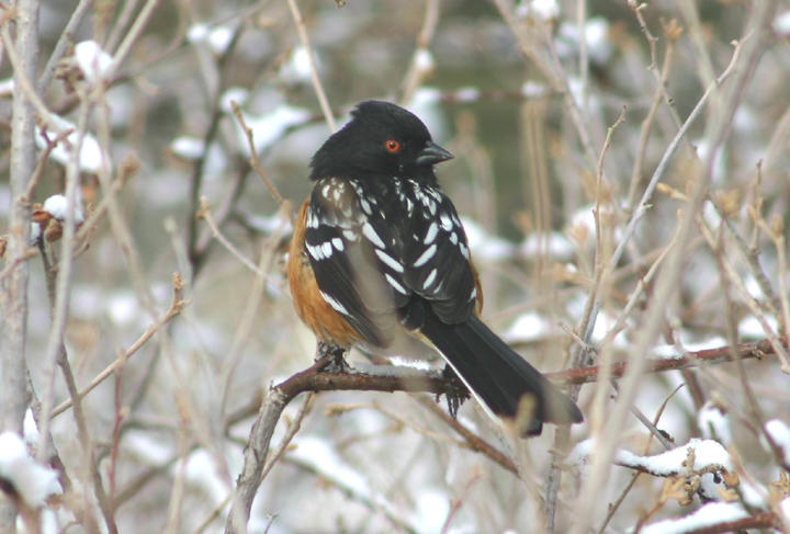 Spotted Towhee; male