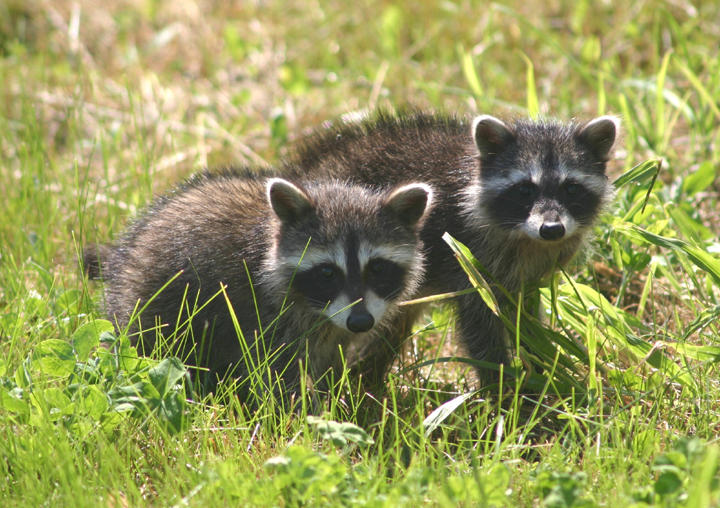 Young raccoons