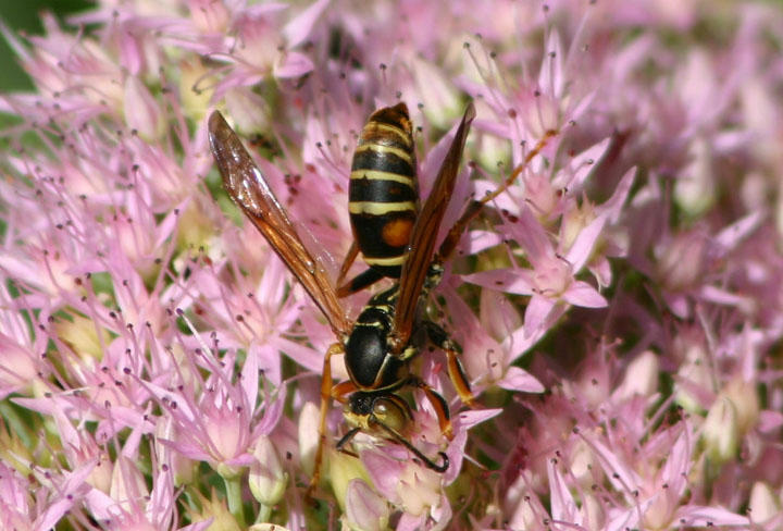 Polistes fuscatus; Northern Paper Wasp; male