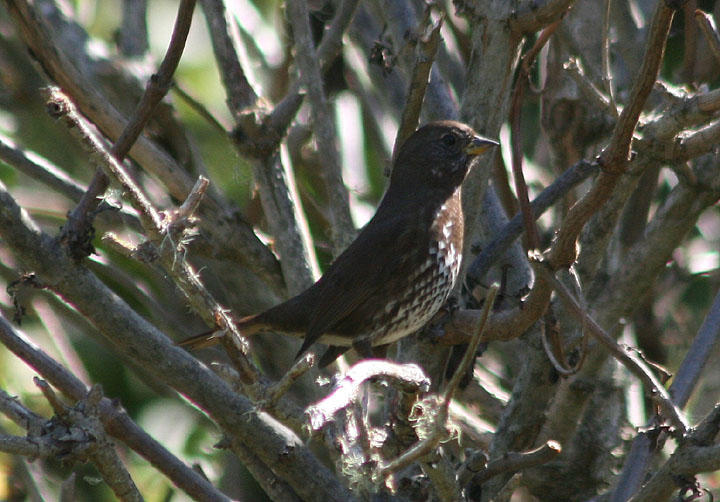 Sooty Fox Sparrow