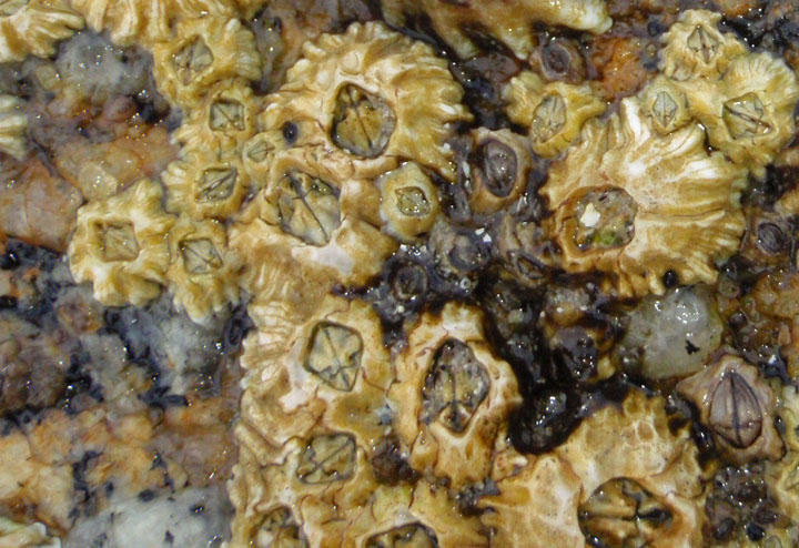 Little Striped Barnacles