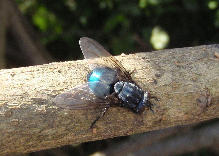 Cynomya cadaverina; Blow Fly species