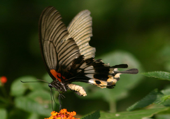 Papilio memnon heronus (Great Mormon); female