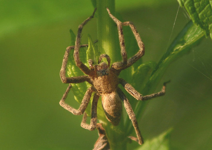 Pisaurina mira; Nursery Web Spider species