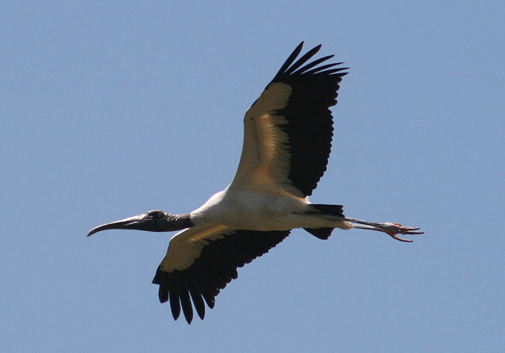 Wood Stork