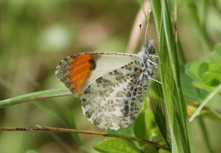 Anthocharis sara; Sara Orangetip; male
