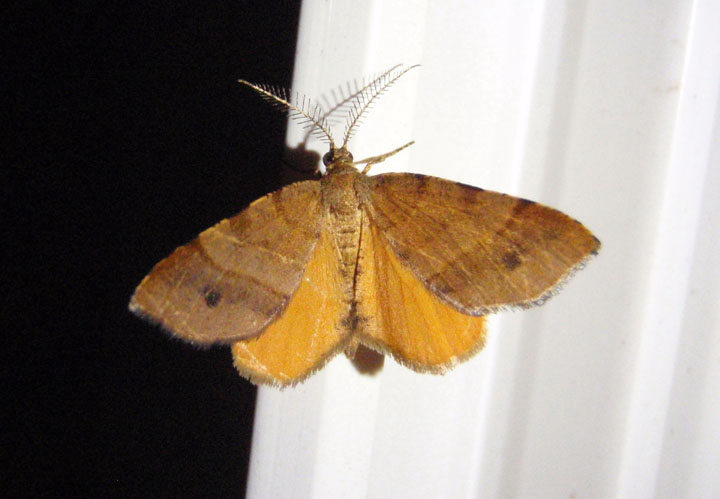 6322 - Mellilla xanthometata; Orange Wing