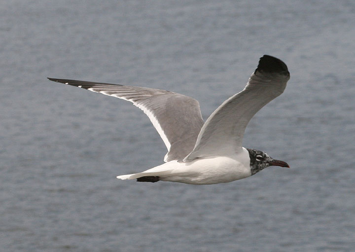 Laughing Gull; transitional plumage