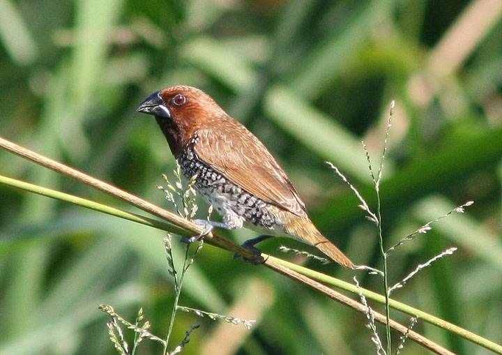 Nutmeg Mannikin; male; exotic