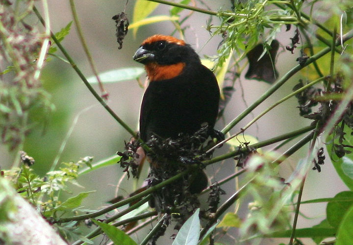 Puerto Rican Bullfinch; endemic