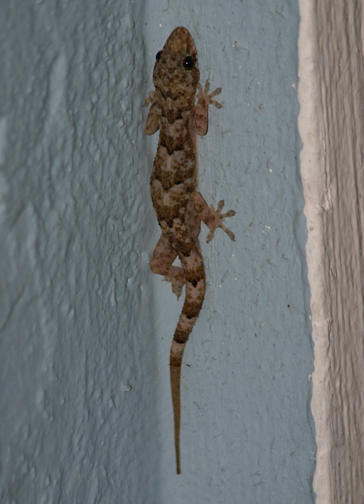 Mediterranian House Gecko; exotic