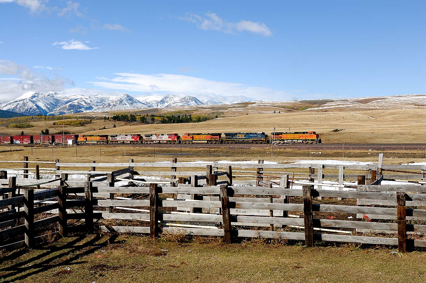 Grizzly, MT