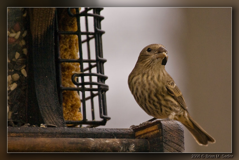 House Finch 03