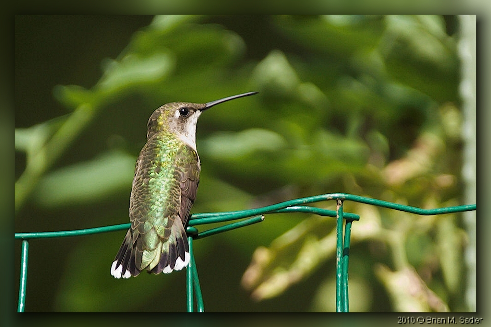 Ruby-throated Hummingbird 05_hf.jpg