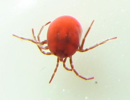 Hydrachna sp.