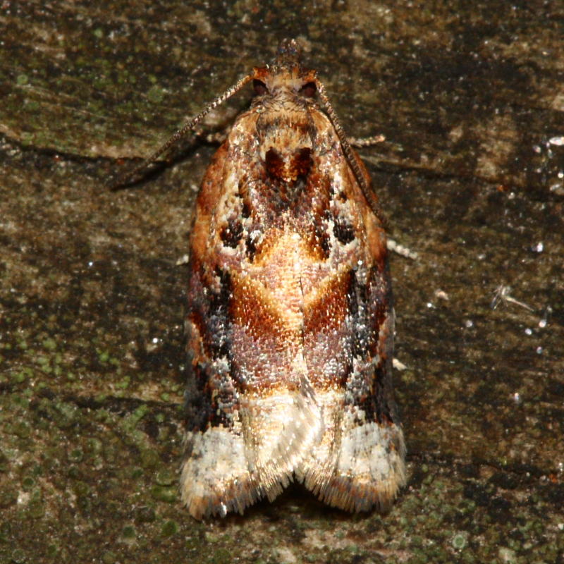 Red-banded Leafroller, Hodges#3597 Argyrotaenia velutinana