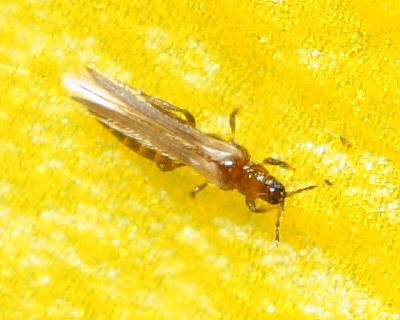 Forsythia thrips