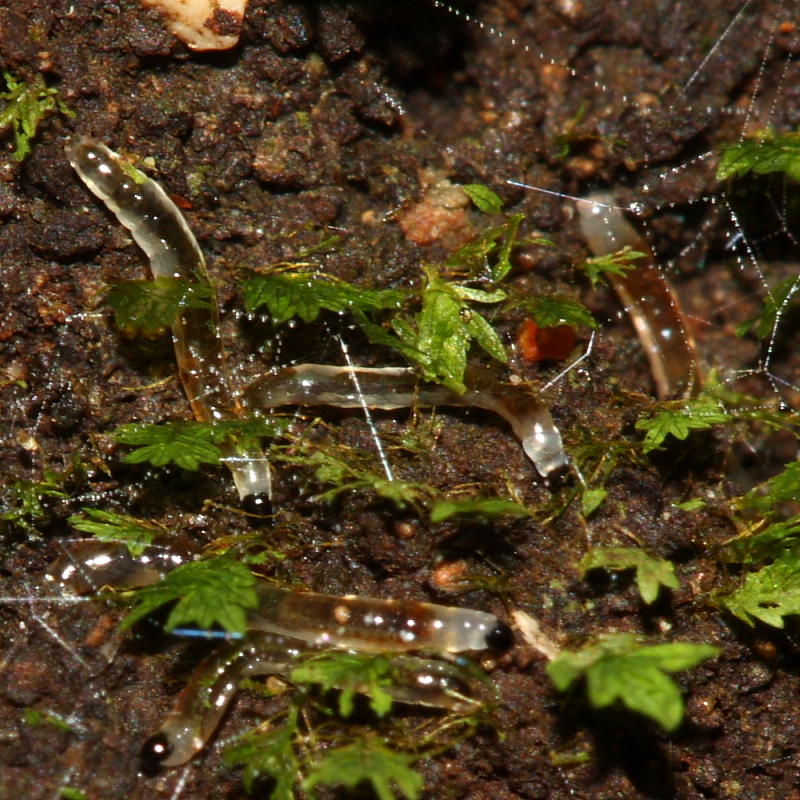 Dark-winged Fungus Gnat larvae (Sciaridae)