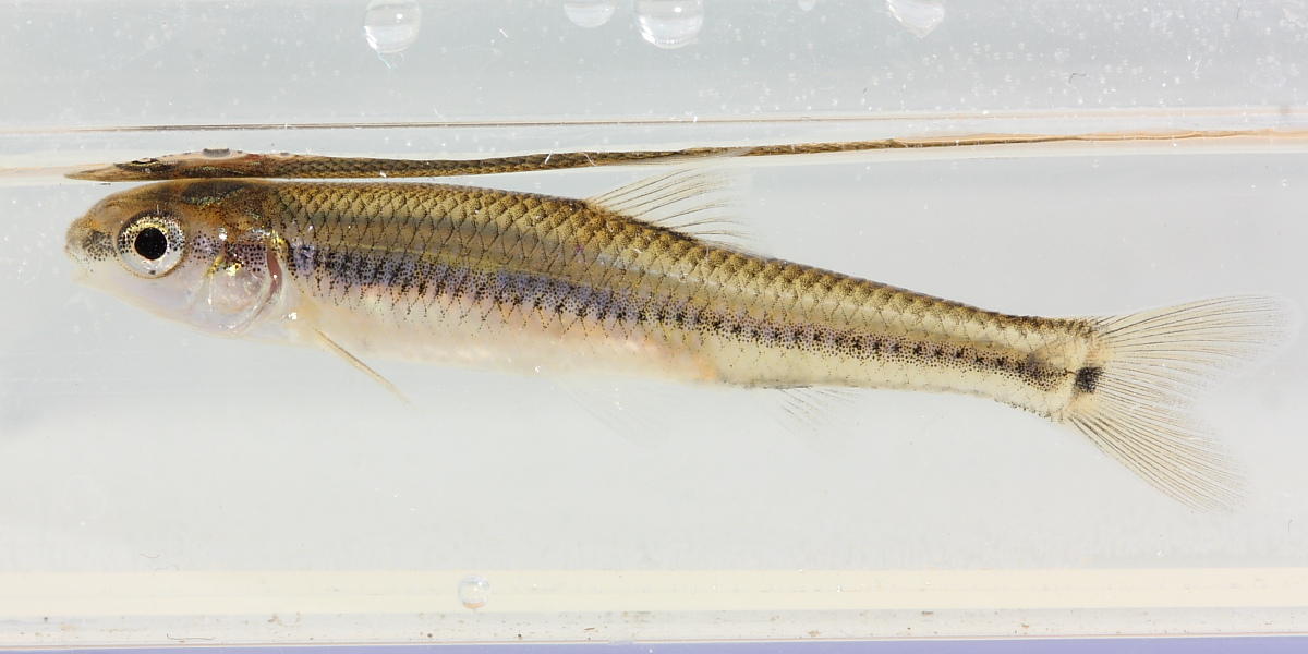 Bluntnose Minnow (Pimephales notatus)