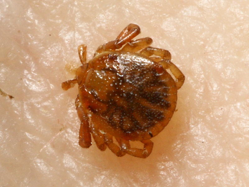 Tick (Ixodidae)