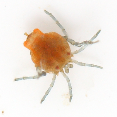 Arrenurus sp.