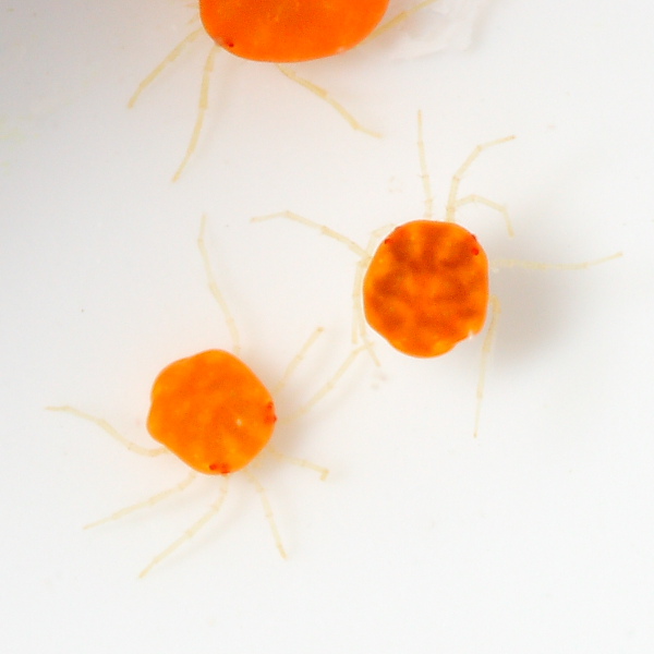 Hydrodroma sp.