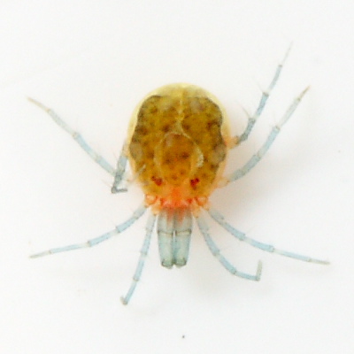 Limnesia sp.