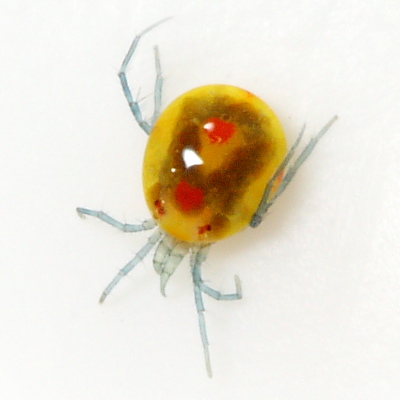 Limnesia sp.