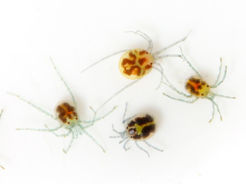 Water Mites