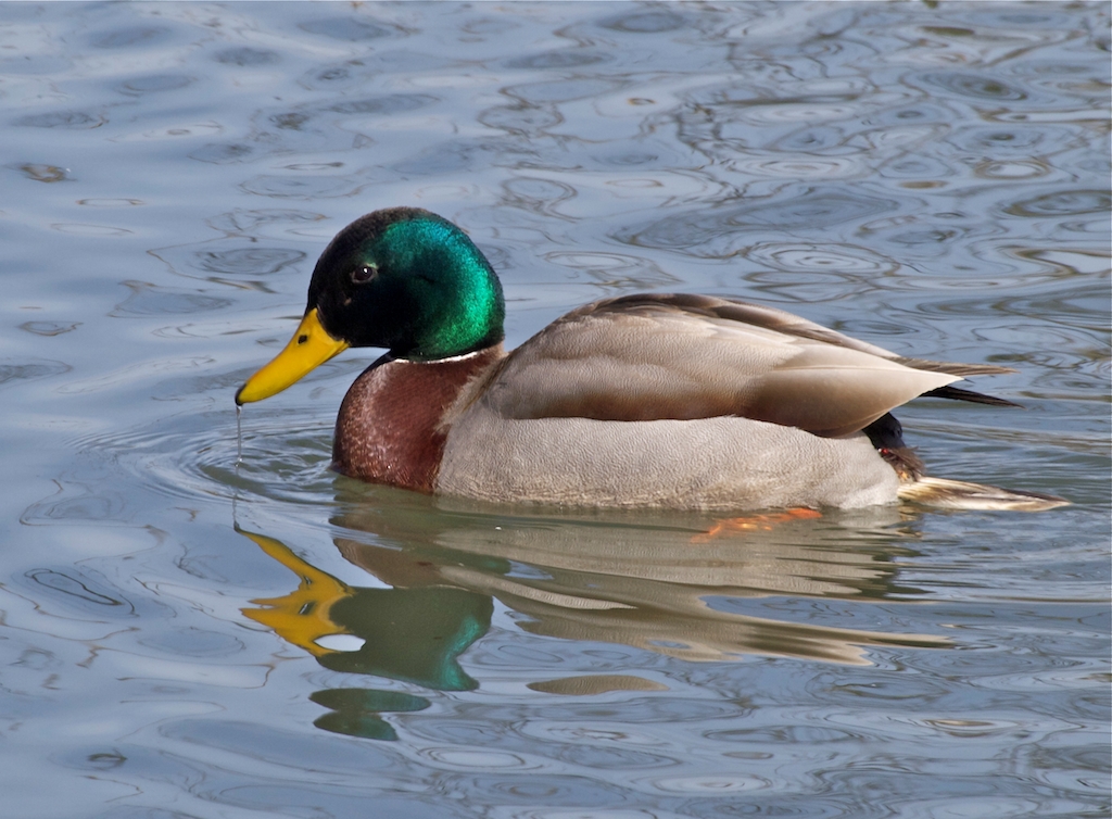 Mallard Duck