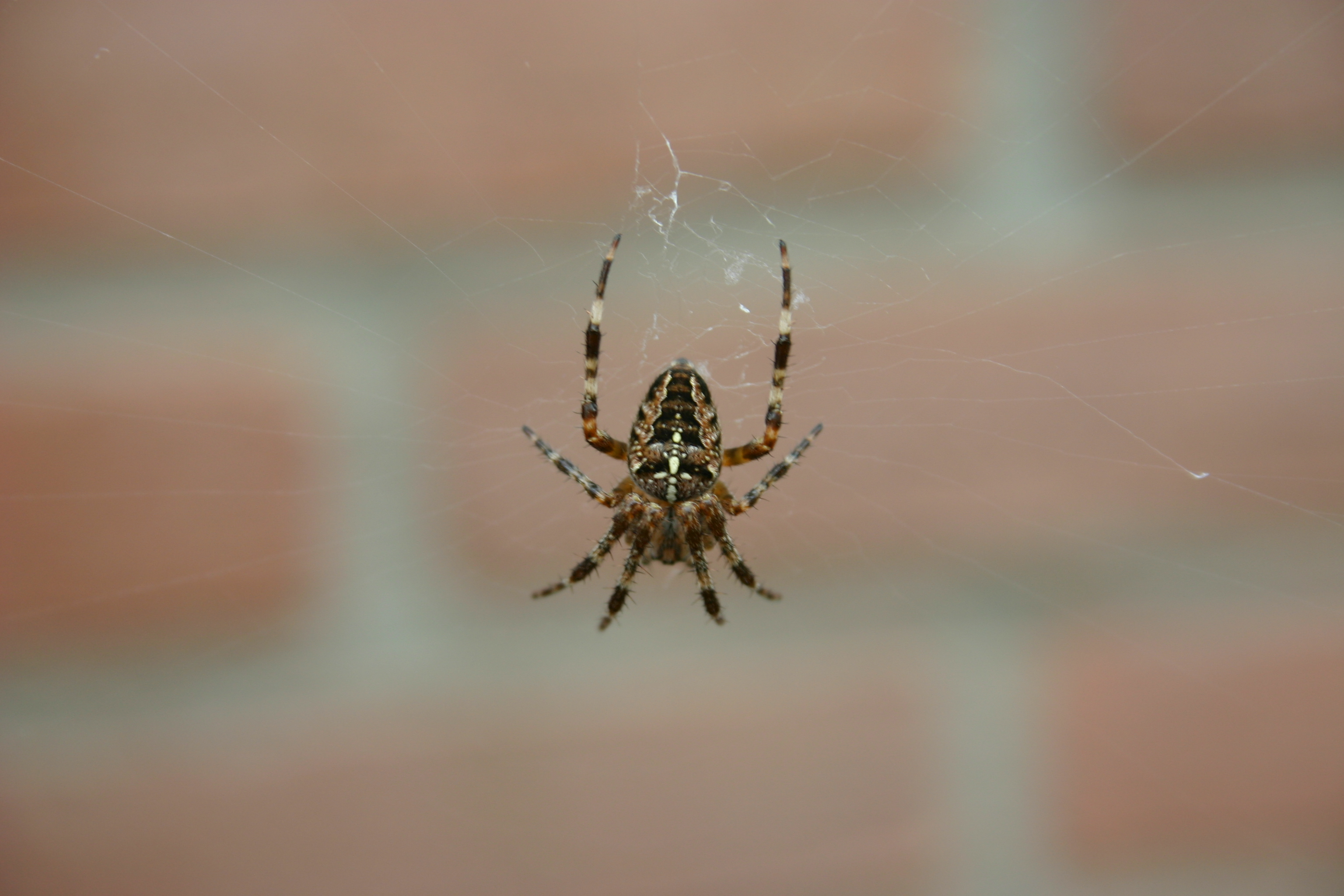 Araneus diadematus / Kruisspin /  European garden spider