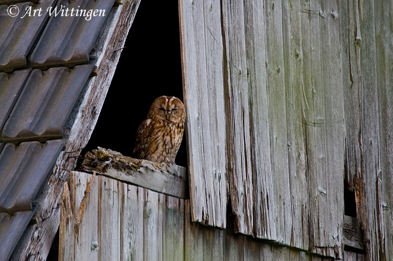 Strix aluco / Bosuil / Tawny owl